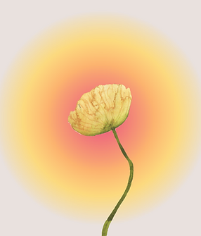 A single yellow poppy flower with a green stem is set against a soft pink background with a glowing orange and yellow halo around it.