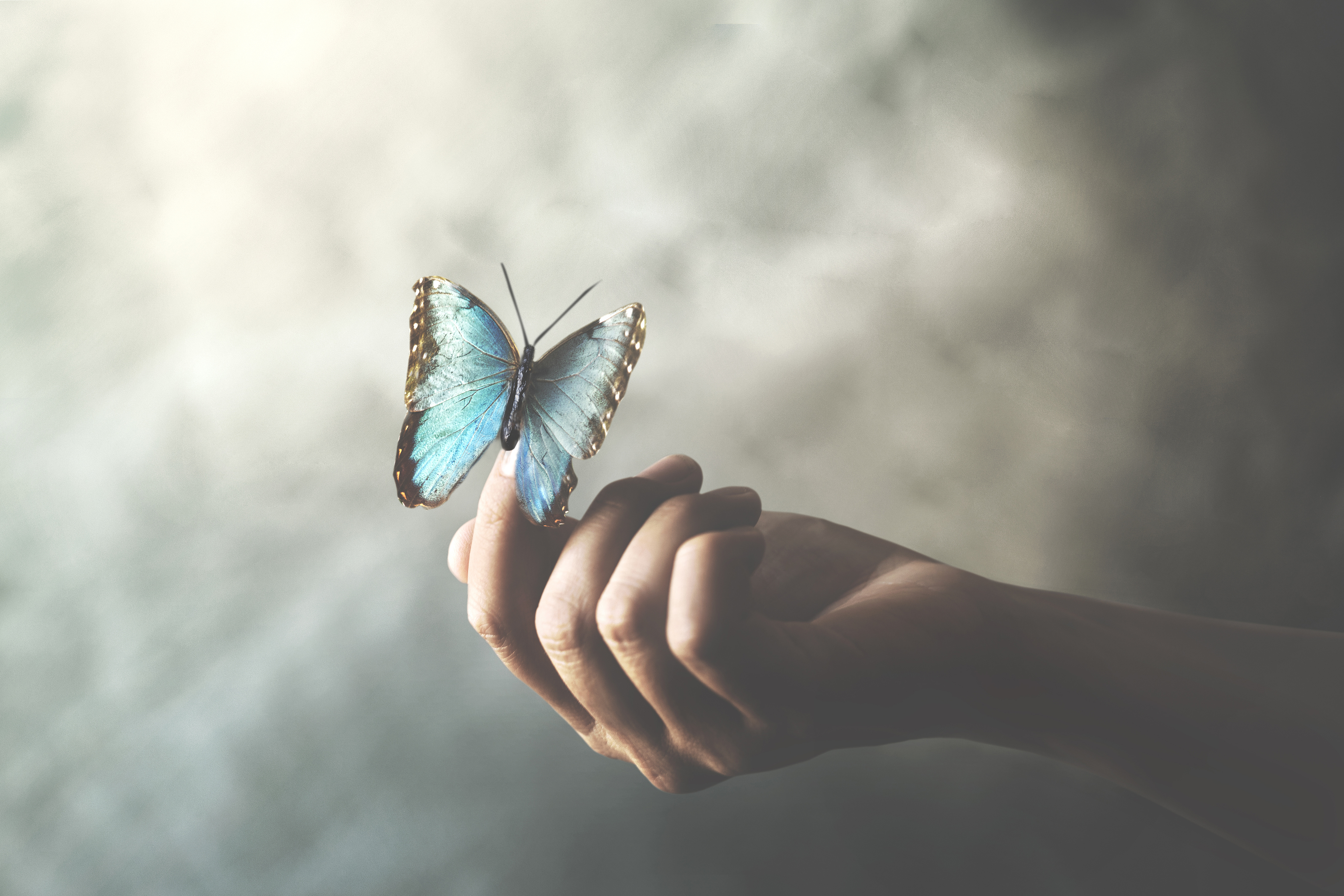 A person gently holds out their hand with a bright blue butterfly perched on their fingers, against a softly blurred, light gray background—illustrating the tranquility and inspiration found in Develop Your Dreamlife.