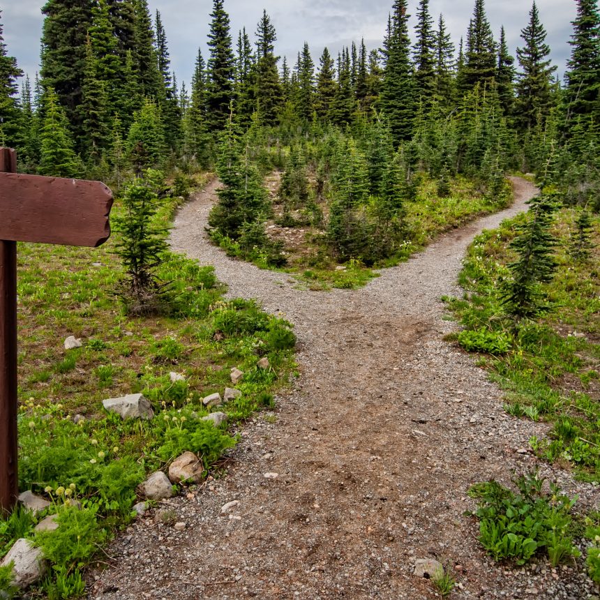 A dirt path in a forest splits into two, forming a fork. Tall evergreen trees surround the area, and a blank wooden signpost stands on the left side of the path.