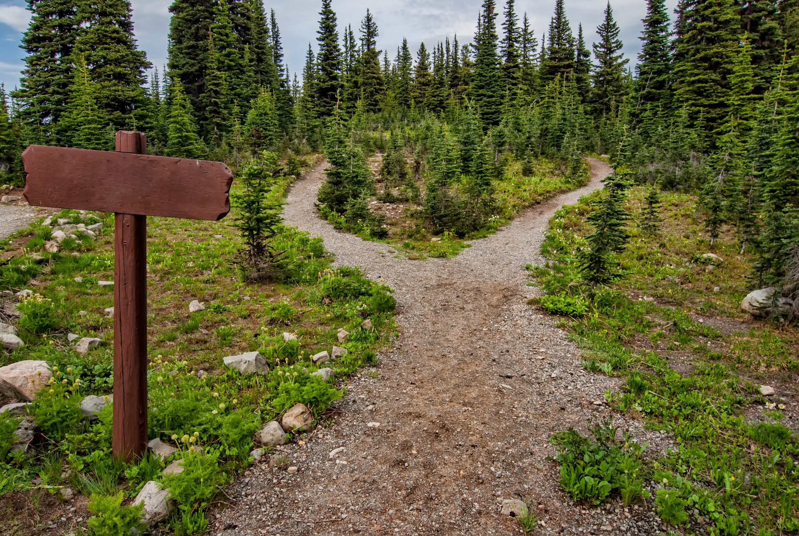A dirt path in a forest splits into two, forming a fork. Tall evergreen trees surround the area, and a blank wooden signpost stands on the left side of the path.