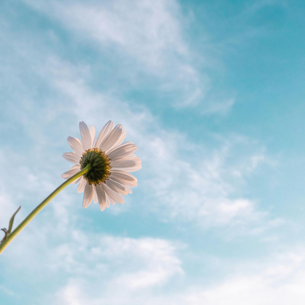 Seen from below against a bright blue sky, a single white daisy with a green stem embodies the peaceful clarity and fresh perspective that Recovery Expertise (12) brings to your journey toward an empowered, addiction-free lifestyle.