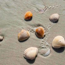 Several seashells of varying sizes and colors are scattered on wet sand, some with small ridged patterns, with gentle water marks visible around them.