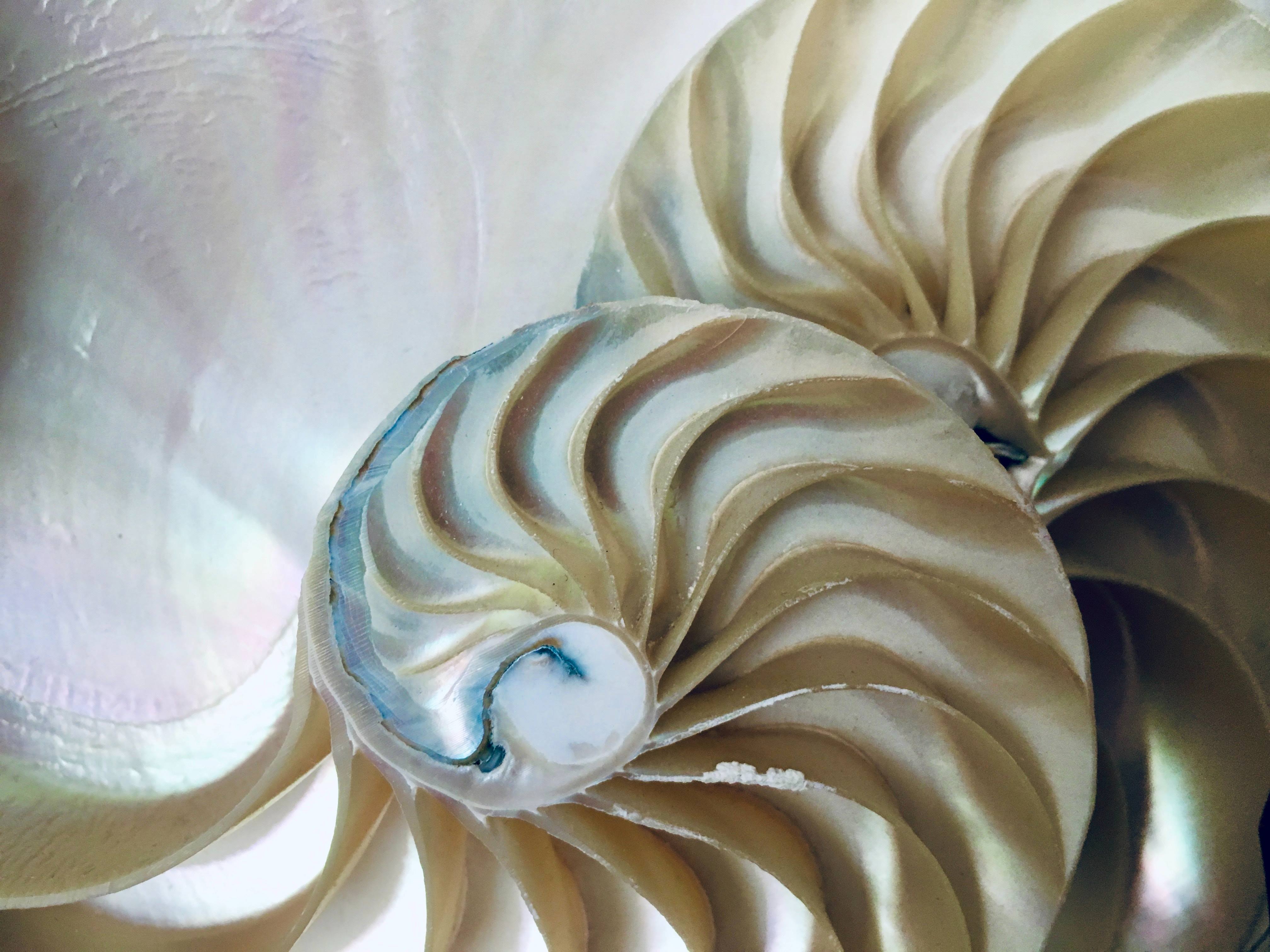 Close-up of two overlapping nautilus shells, showing smooth, pearly surfaces and intricate spiral patterns with ridged, cream-colored sections.