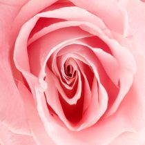 Close-up of a light pink rose in full bloom, its delicate petals unfolding in a spiral—mirroring the gentle beauty and depth that Pleasure Intensive brings to intimacy coaching experiences.