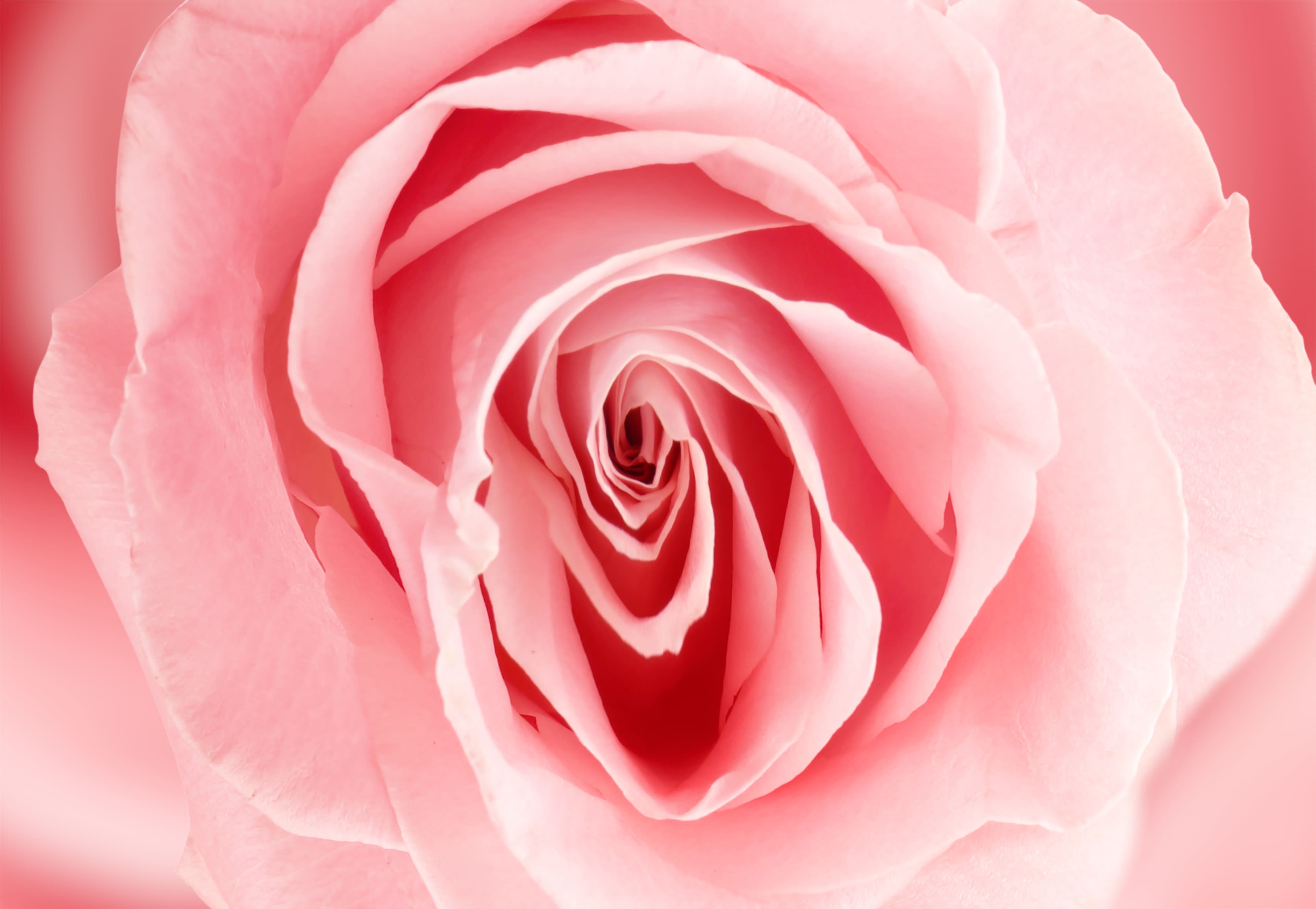 Close-up of a light pink rose in full bloom, its delicate petals unfolding in a spiral—mirroring the gentle beauty and depth that Pleasure Intensive brings to intimacy coaching experiences.