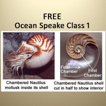 Title Seashell Divination & Energy Healing - Course 1 above two images: left depicts a chambered nautilus mollusk; right displays a cross-section of its shell labeled “first chamber” and “final chamber.”.