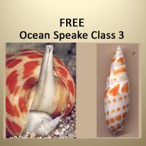 Two seashells illustrate the Seashell Divination & Energy Healing - Course 1: a live marine snail emerging from its shell on the left, and an empty orange-and-white patterned shell upright on the right.