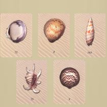 Five illustrated seashells from the Ocean Oracle Seashell readings are shown on a sandy background, each labeled with a number—72, 8, 143, 75, and 4—and featuring unique shapes, sizes, and color patterns.