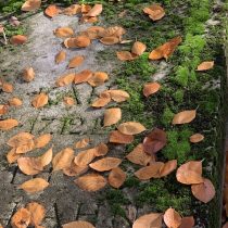 A stone surface covered in green moss and scattered orange-brown autumn leaves, with some engraved text faintly visible beneath the foliage.