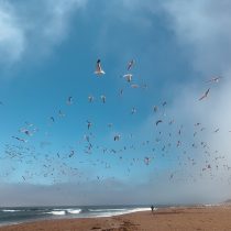 A large flock of seagulls flies over a sandy beach with waves crashing nearby under a bright blue sky, while a lone person walks along the shoreline in the distance.
