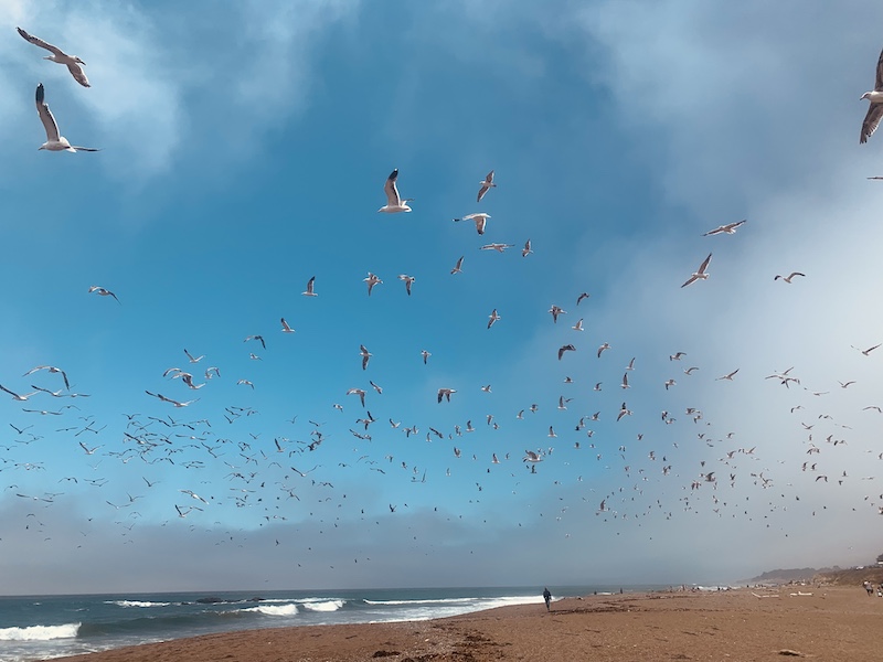 A large flock of seagulls flies over a sandy beach with waves crashing nearby under a bright blue sky, while a lone person walks along the shoreline in the distance.