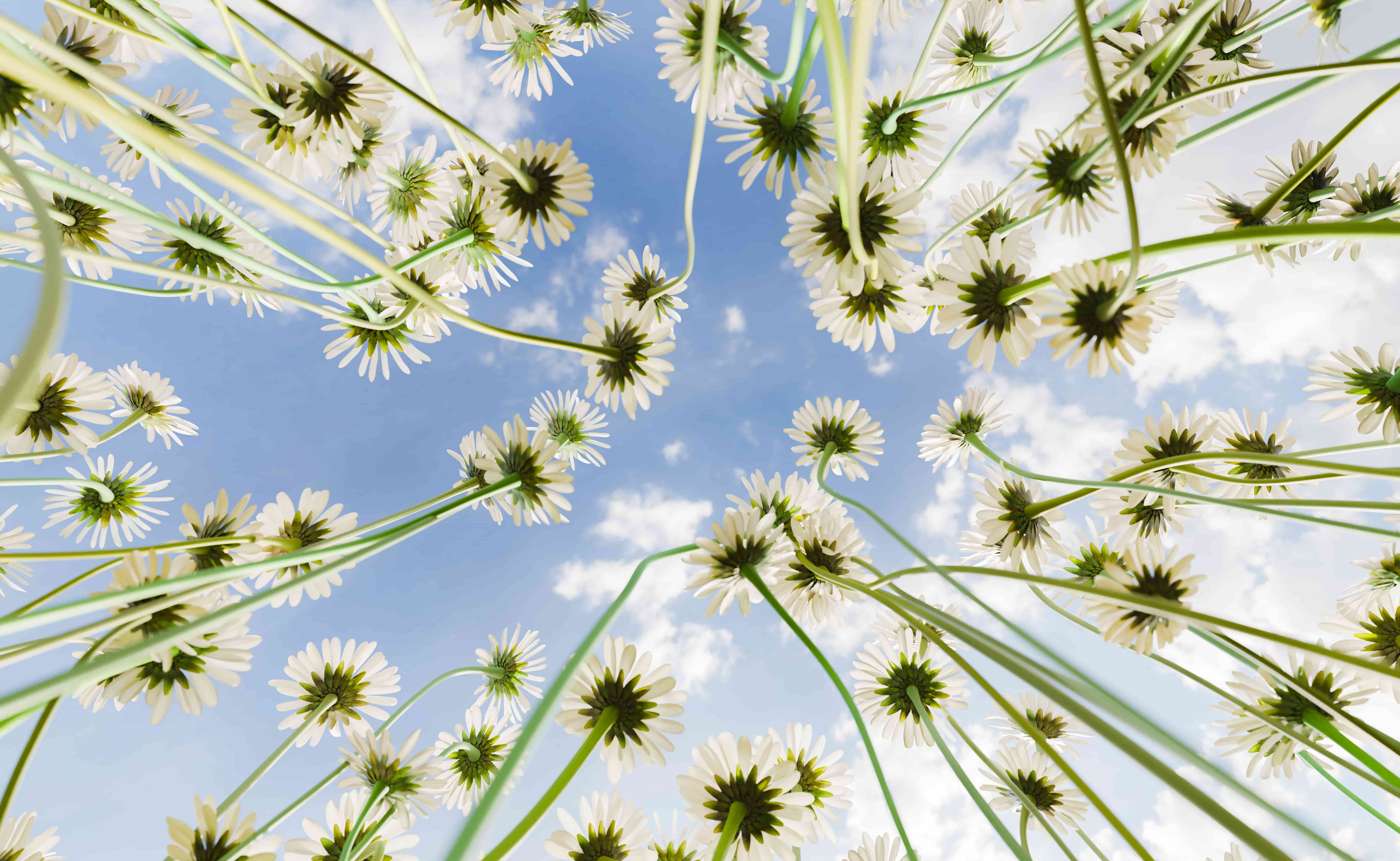 Get a fresh perspective on abundance with the Abundance Accelerator: 8-Week Money Mastery—like looking up through tall daisies toward a blue sky, opening your view to new financial possibilities.