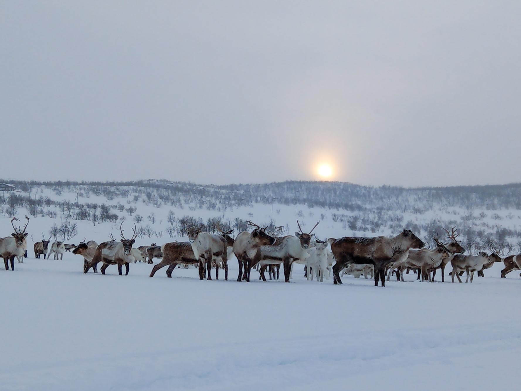 All about Laplands reindeer finnomenal Finnish Lapland