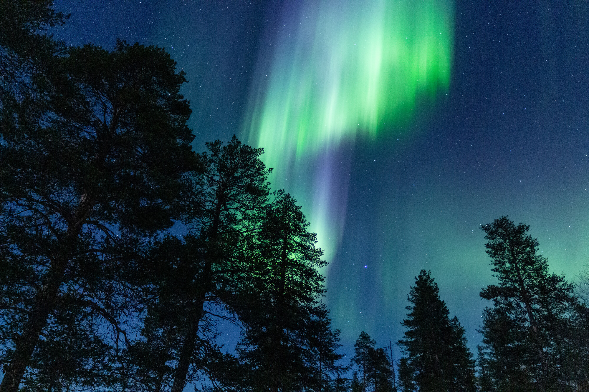 Mystical, magical Northern Lights by Anja Degiampietro