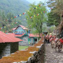 Pack mules carry supplies along a stone path beside red-roofed buildings and prayer flags—a classic Everest Base Camp Trek 2026 scene in Nepal’s lush, mountainous landscape.