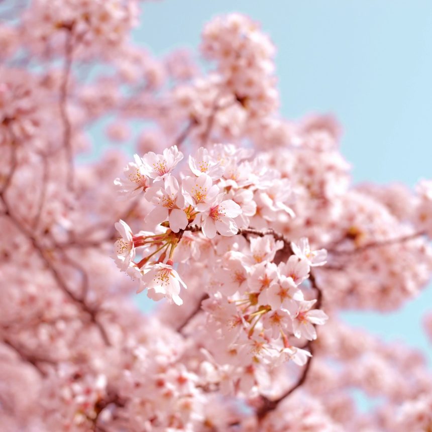 Blossoms on tree