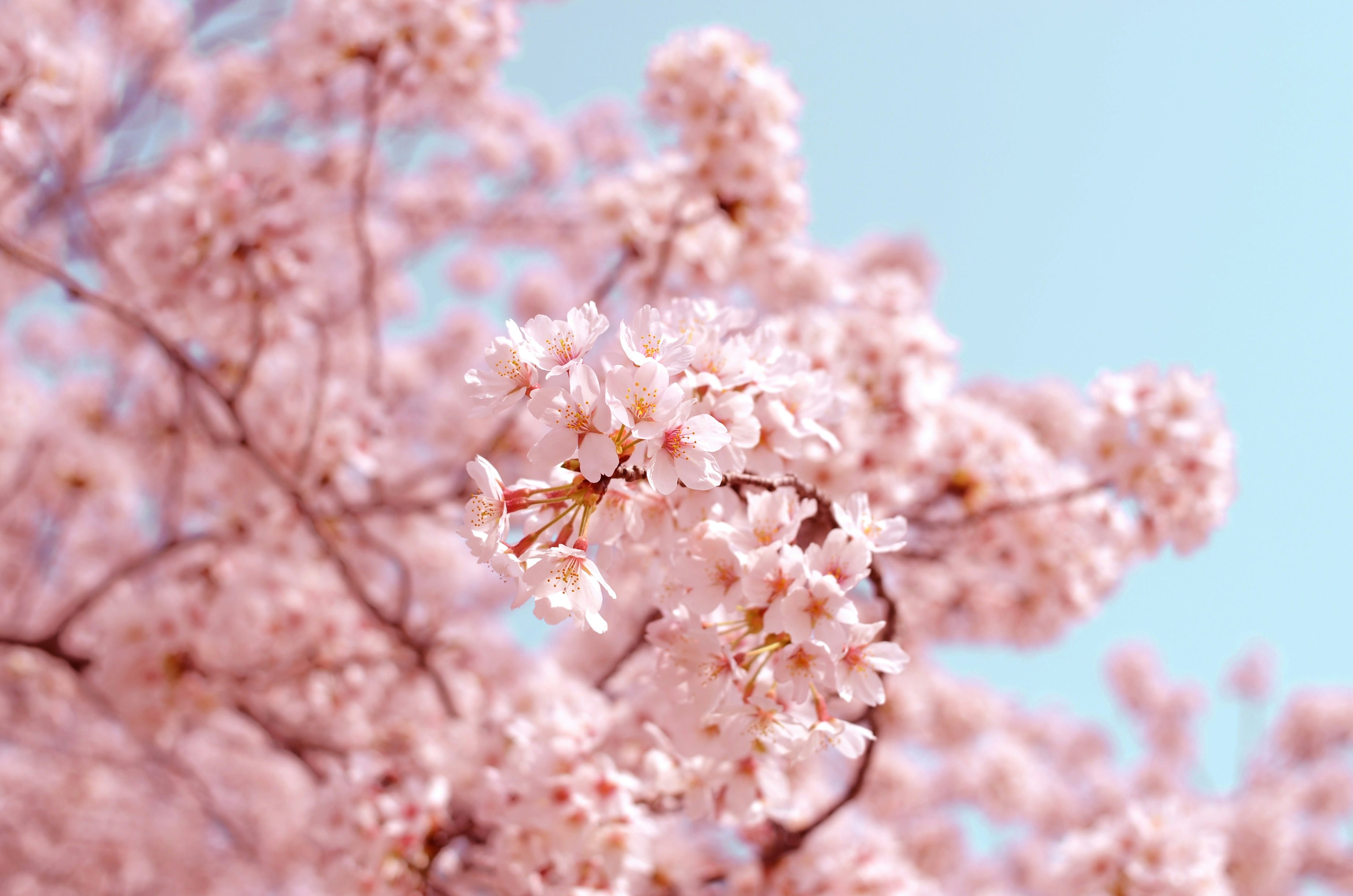 Blossoms on tree