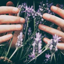Hands holding lavender