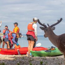 A group in life jackets readies their kayaks on a pebbled beach as a deer with antlers watches, setting the scene for the Croatia – Sea Kayak Adventure, ideal for outdoor enthusiasts seeking excitement on Croatia’s calm waters.