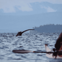 Kayaker watching a whale’s tail off Vancouver Island