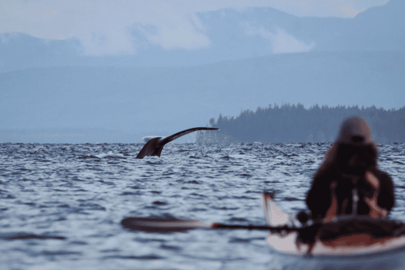 Kayaker watching a whale’s tail off Vancouver Island
