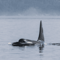 A Vancouver Island Sea Kayak glides near the water’s surface, its sleek shape and colors reflecting against the calm blue ocean with a blurred forested shoreline in the background.