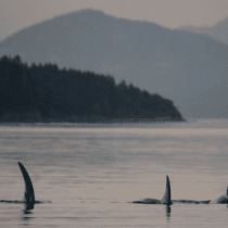 Three orcas glide near the water’s surface, dorsal fins cutting through waves, with forested shoreline and misty mountains behind—a stunning view seen on a Vancouver Island Sea Kayak adventure.