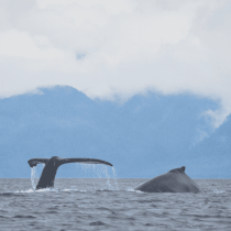 A whale tail emerges from the water during a Vancouver Island Sea Kayak expedition.