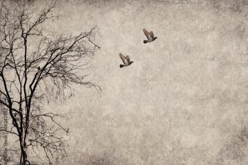 Two birds flying in the sky next to a leafless, bare tree on the left side; the background is textured and faded, giving the image a vintage, minimalist feel.