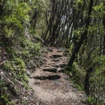 A rocky dirt path winds uphill through a dense forest with green foliage and tall, slender trees, creating a shaded, natural trail.