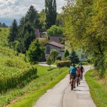 Four people ride bicycles along a narrow country road bordered by green vineyards and trees, with houses and hills visible in the background under a partly cloudy sky.
