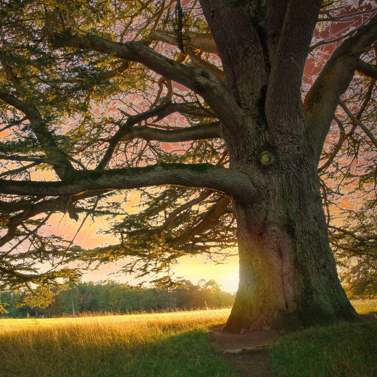 A large, old tree with thick branches stands in a grassy field at sunset, with golden sunlight shining through the leaves and illuminating the landscape.