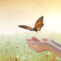 A person releases an orange and black butterfly into a sunlit meadow, with soft sunlight and wildflowers in the background.