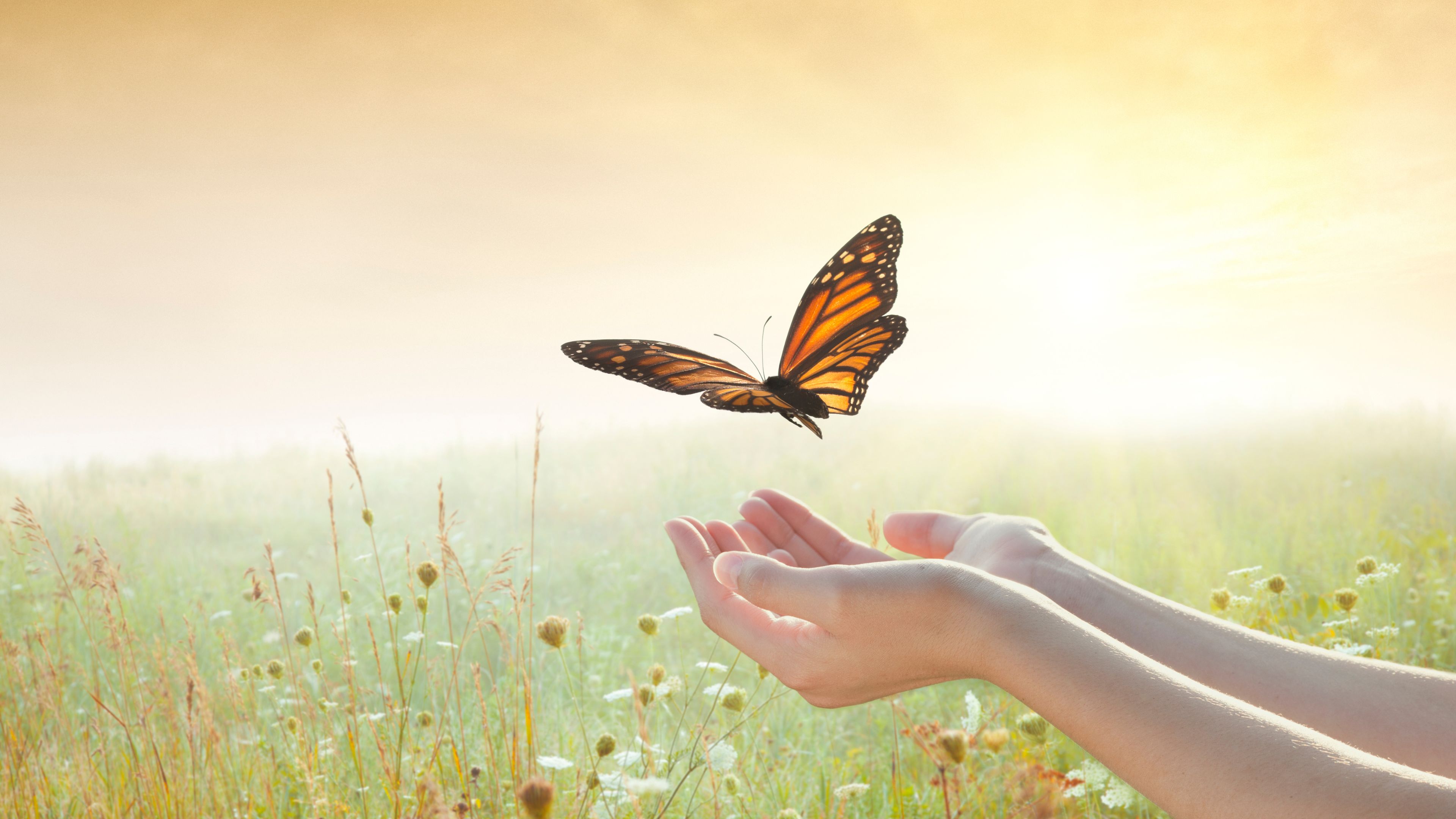A person releases an orange and black butterfly into a sunlit meadow, with soft sunlight and wildflowers in the background.