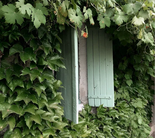 A pair of light green wooden shutters, partially open, on a window surrounded by plentiful green ivy and leafy vines covering the wall.