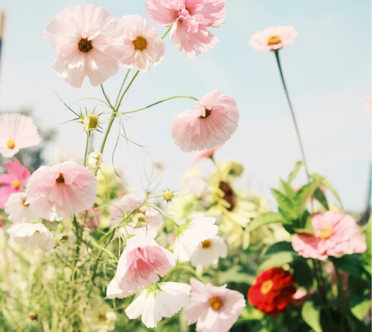 Close-up of plentiful delicate pink and white flowers blooming in a sunlit garden, with a few red and yellow flowers in the background against a clear blue sky, evoking a sense of wellbeing.