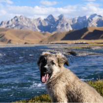 A fluffy dog with its mouth open sits on grass by a river, with rocky mountains and a blue sky in the background.