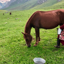 A person in patterned clothing milks a brown horse in a green mountain pasture, with more horses grazing in the background.