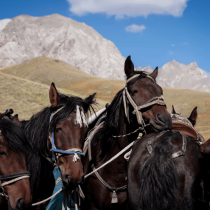 Four dark brown horses with harnesses stand close together on grassy terrain, with rocky mountains and a blue sky in the background.