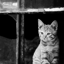 A tabby kitten sits on a windowsill, looking to the right in soft light. Another cat is barely visible in the dark background. The photo is black and white.